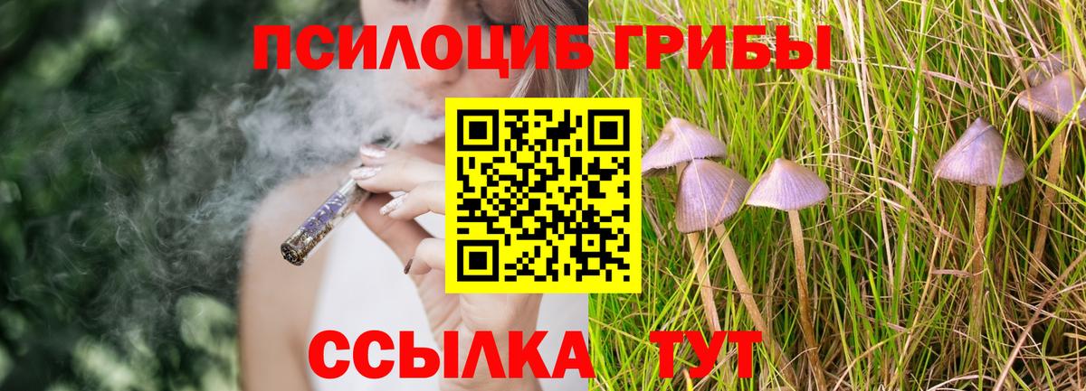 Котовск  Псилоцибиновые грибы Cubensis  Вход с VPN 